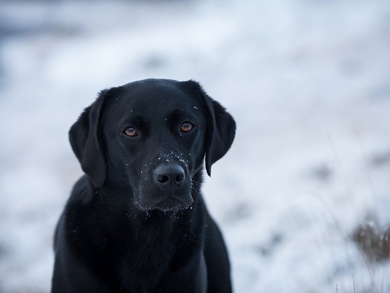 Pet Photography Tips