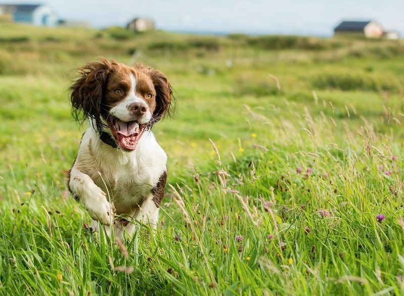 Pet Photography Tips