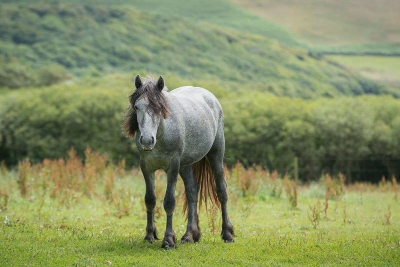 Pet Photography Tips