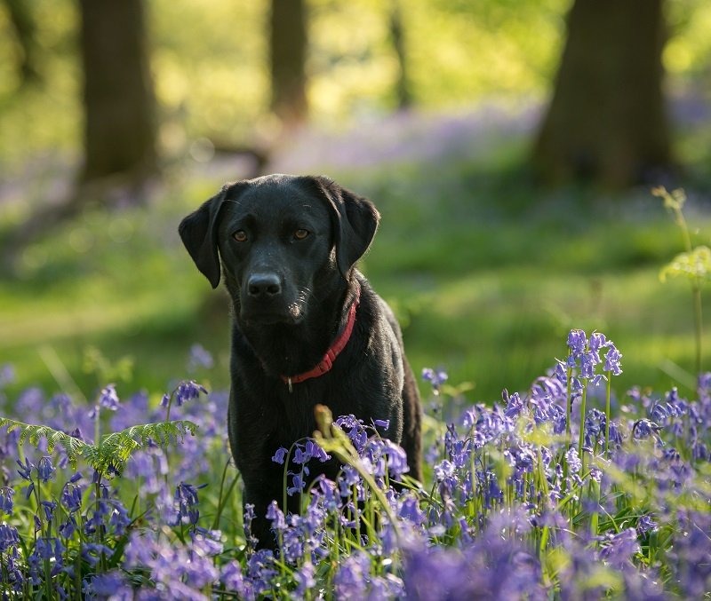 Pet Photography Tips