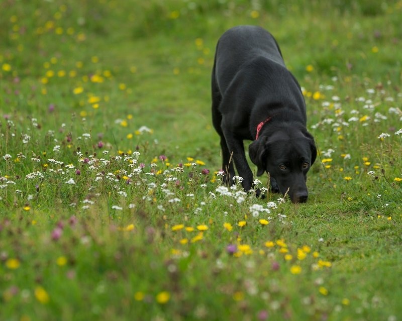 Pet Photography Tips