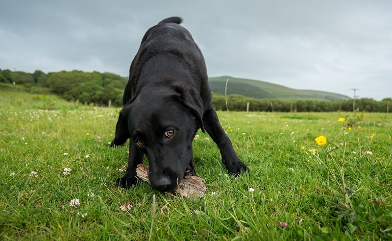 Pet Photography Tips