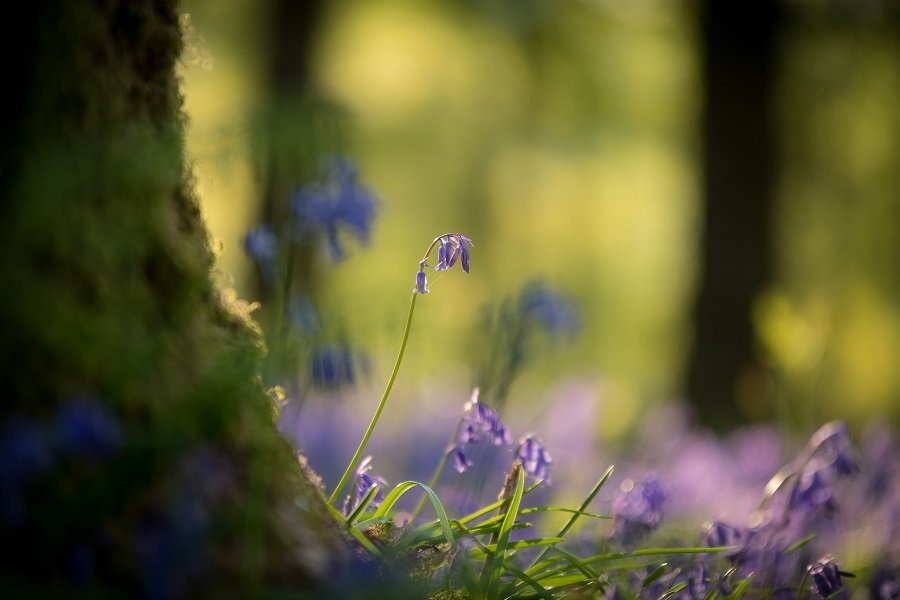 Ultimate Guide To Spring Photography