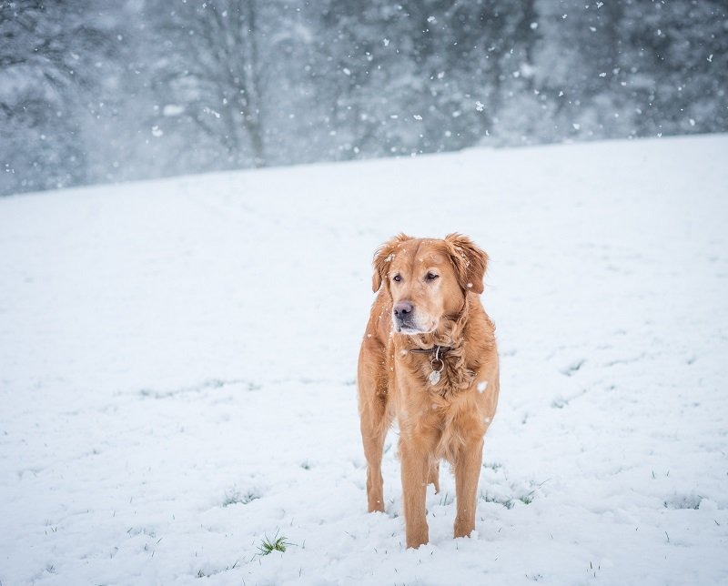 Winter Photography Tips In Snow