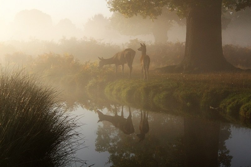 Ultimate Guide to Autumn / Fall Photography