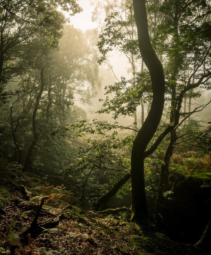 Ultimate Guide To Forest Photography - Tips And Tricks