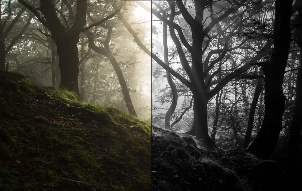 Forest Photography Lightroom Presets