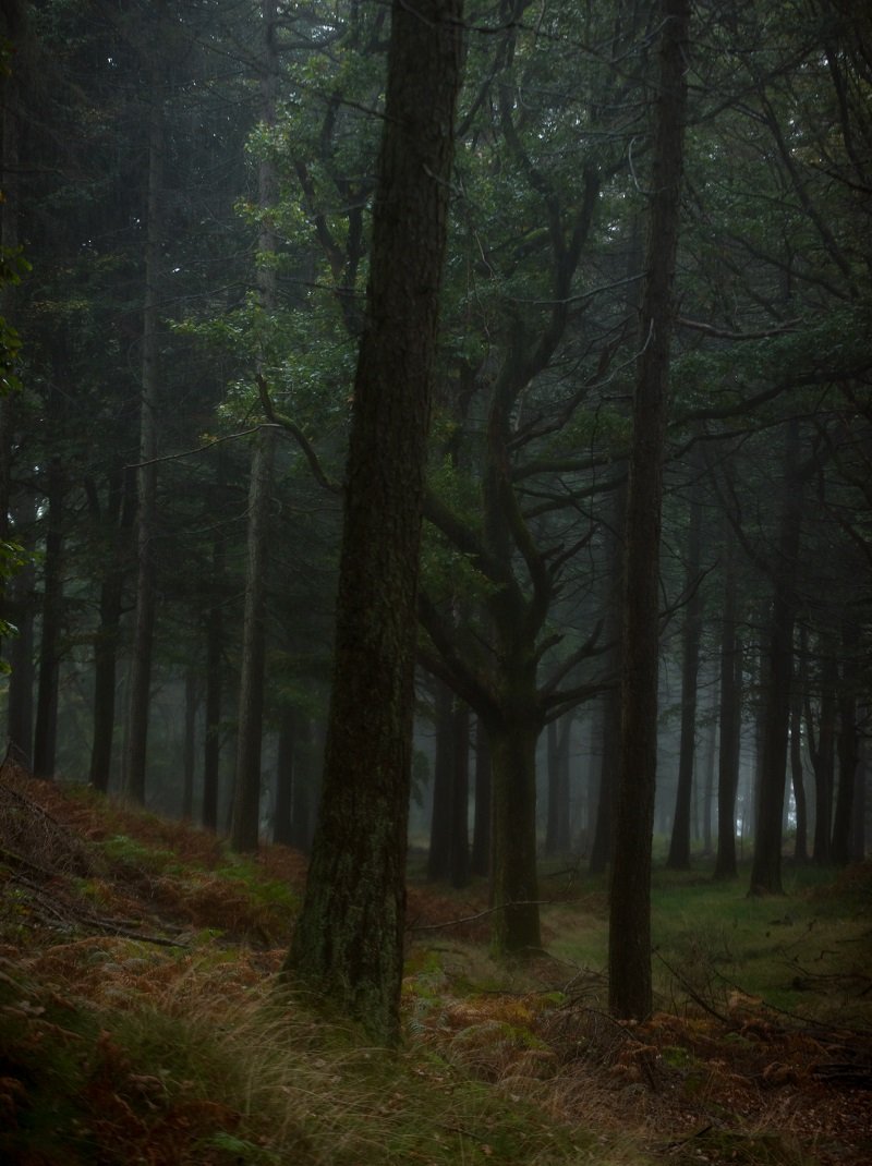 Ultimate Guide to Forest Photography - Tips and Tricks | Click and ...