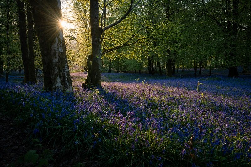 Ultimate Guide To Forest Photography - Tips And Tricks