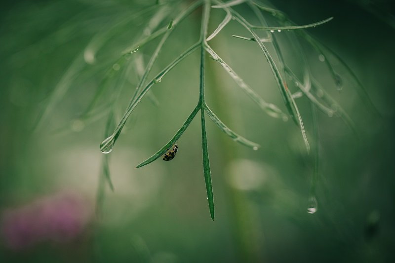 Photography In The Rain