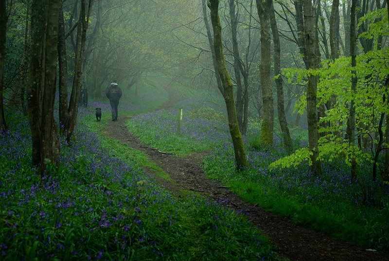 Ultimate Guide To Forest Photography - Tips And Tricks