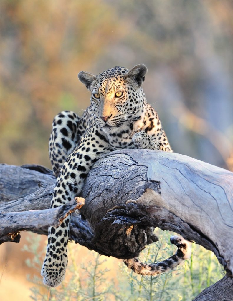 Behind The Lens - Andrew Bazeley Wildlife Photography