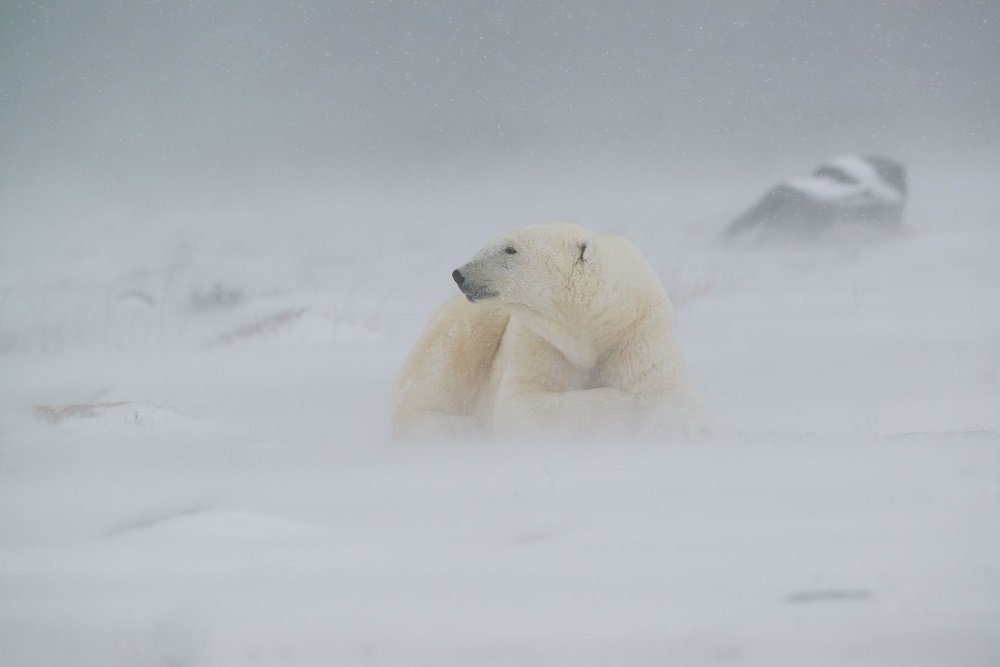 Behind The Lens - Andrew Bazeley Wildlife Photography