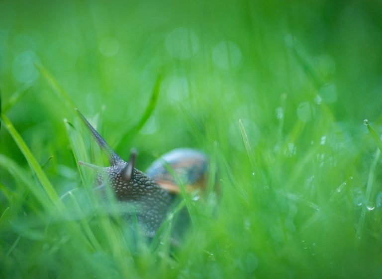 5 Hacks to Make Macro Photography Budget Friendly