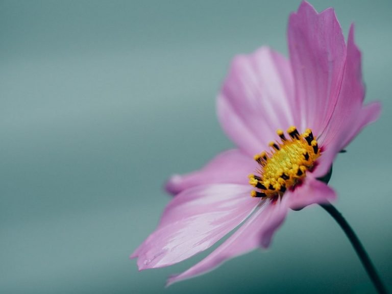 5 Hacks to Make Macro Photography Budget Friendly