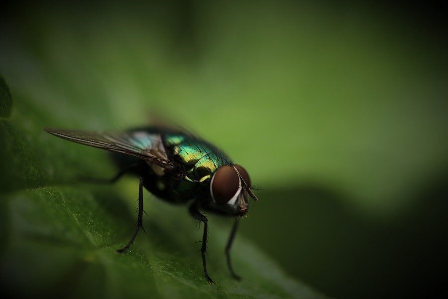 Cheap Macro Photography On A Budget