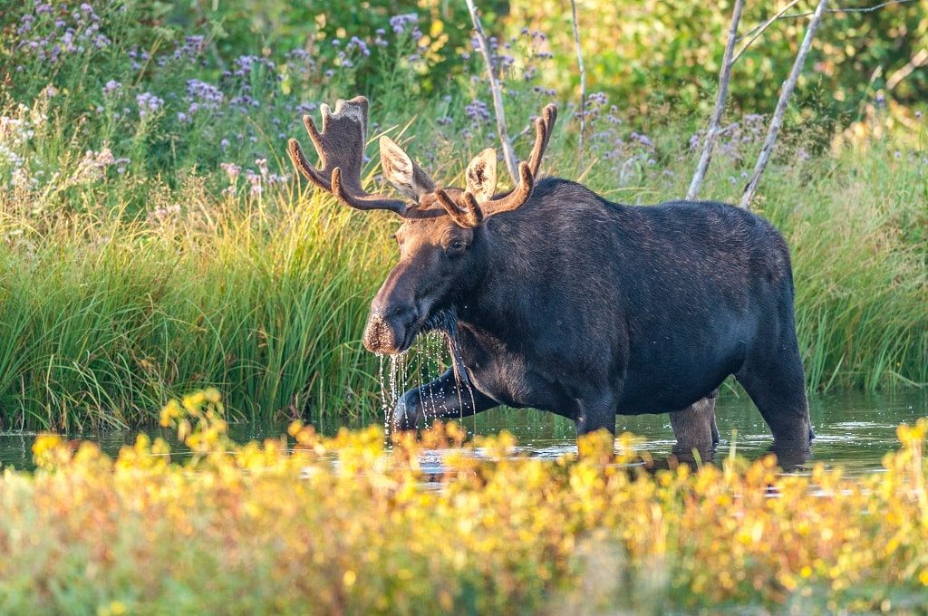 Photography In Grand Teton