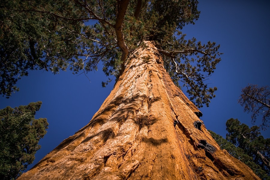 Photography In Yosemite National Park