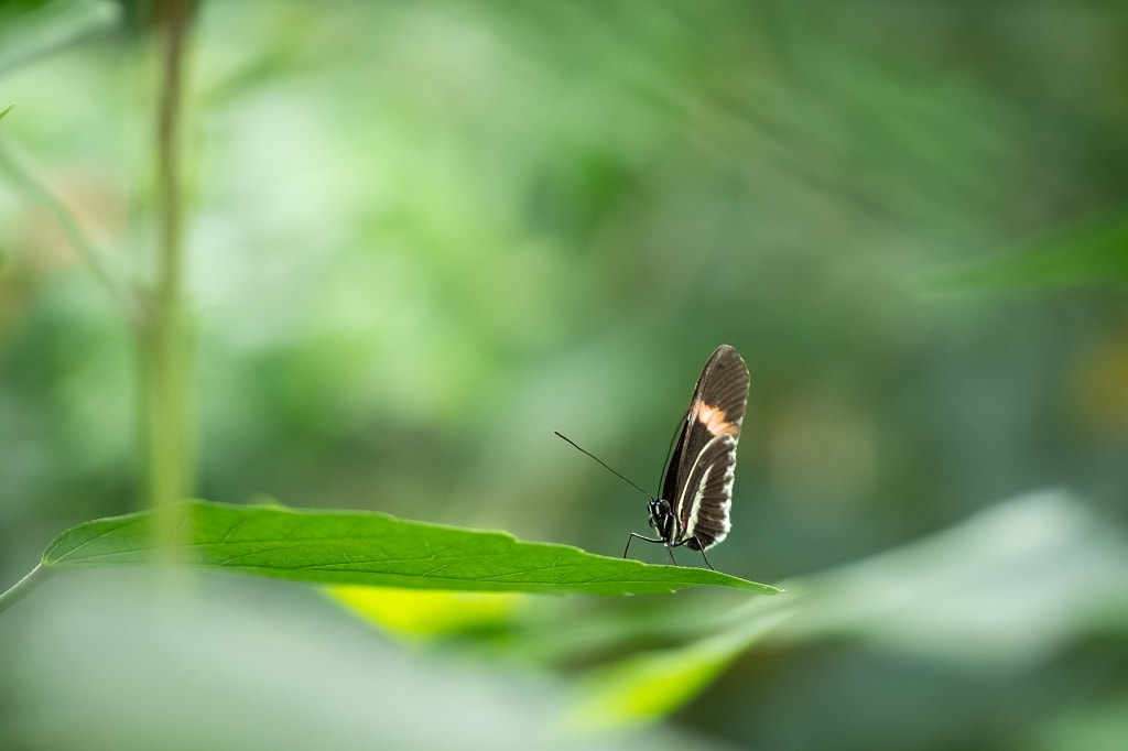 5 essential pieces of macro photography equipment